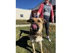 Ralphy German Shepherd Dog Young Male
