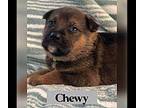 CHEWY German Shepherd Dog Puppy Male