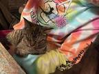 Ava Domestic Shorthair Kitten Female