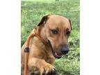 Amy Labrador Retriever Young Female