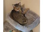 Clem Domestic Shorthair Kitten Male