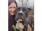 Onyx American Pit Bull Terrier Adult Male