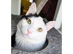 Suki Turkish Van Adult Male