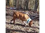 Earl Boxer Adult Male