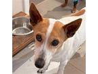 Bella Marie Jack Russell Terrier Senior Female