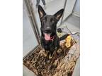 Breuer German Shepherd Dog Young Male