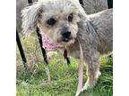 Sparrow (Texas Only) Poodle (Miniature) Senior Female