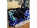 Eddie Labrador Retriever Young Male