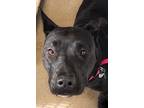 Shyla Labrador Retriever Young Female