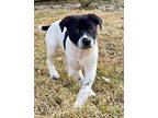 PIPER Pointer Puppy Female