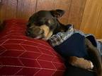 Lucky Chihuahua Adult Male