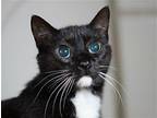 Luna - TAKE ME HOME FOR FREE! American Bobtail Senior Female