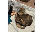 Mimi Domestic Shorthair Kitten Female