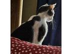 Hattie Domestic Shorthair Young Female