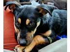 Foggy Rottweiler Puppy Male