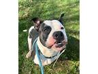 Saniya American Pit Bull Terrier Adult Female