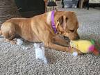Casey Boxer Senior Male