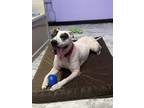 Scout American Pit Bull Terrier Adult Female
