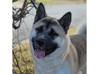 Cato Akita Young Male
