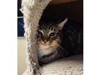 Florian Domestic Shorthair Kitten Male