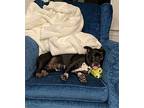 Willow Boston Terrier Adult Female