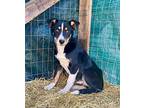 Cole Border Collie Young Male