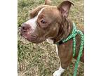 JUICE Boxer Adult Male