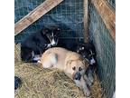 Bennett German Shepherd Dog Young Male
