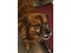 Bear German Shepherd Dog Senior Male