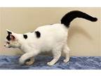 KITTEN LIL CHARMING CHARLIE Domestic Shorthair Young Male