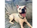 Mac American Pit Bull Terrier Adult Male
