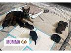 PETER German Shepherd Dog Puppy Male