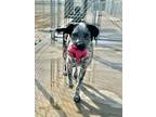 Eeyore Labrador Retriever Young Male