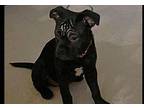 Blue Mixed Breed (Medium) Puppy Male