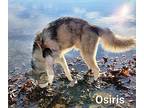 Osiris Husky Adult Male