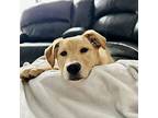 Emma Labrador Retriever Puppy Female