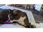 Precious (Texas Only) Domestic Shorthair Senior Female