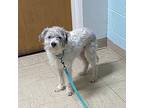 Gio Poodle (Miniature) Young Male