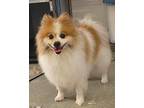 Vinny Pomeranian Senior Male