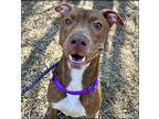 Electra American Staffordshire Terrier Young Female
