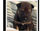 YODA German Shepherd Dog Puppy Male