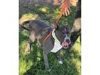 Blue American Staffordshire Terrier Adult Male