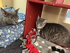 Pip Domestic Shorthair Kitten Male