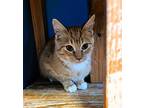 Carmine Domestic Shorthair Kitten Male