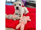 Val Affenpinscher Puppy Female
