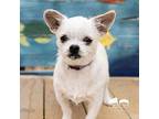 Dusty Chihuahua Young Male