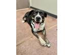King Kong Boxer Puppy Male
