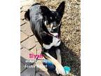 Siyah German Shepherd Dog Young Female