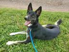 Adopt PINEAPPLE a German Shepherd Dog, Mixed Breed