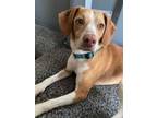 Adopt Cora a Beagle, Mixed Breed